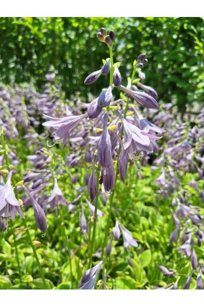 Хоста гібридна Кантрі Маус